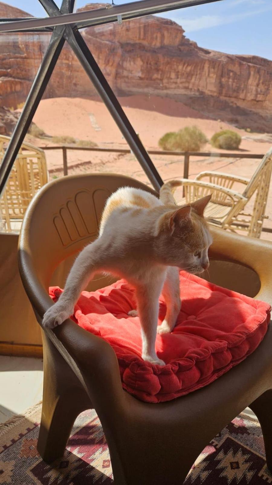 Bubble Rumcamp Wadi Rum Luaran gambar